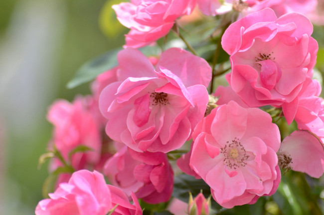 Обои картинки фото цветы, розы, макро, розовый