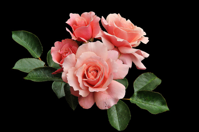 Обои картинки фото цветы, розы, роза