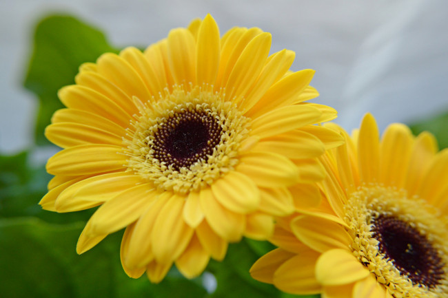 Обои картинки фото цветы, герберы, жёлтые, дуэт, макро