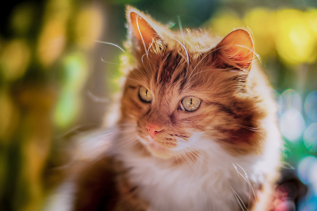 Обои картинки фото животные, коты, кот, кошка, мордочка, взгляд, портрет