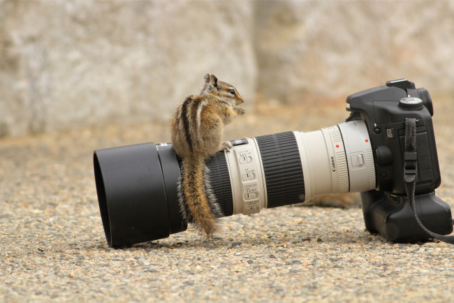 Обои картинки фото бренды, canon, бурундук, фотокамера