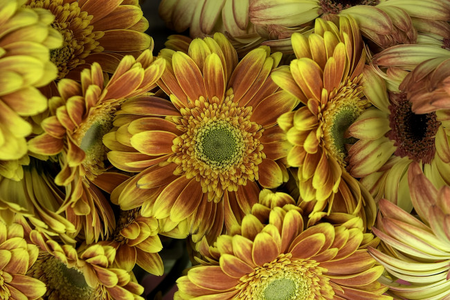 Обои картинки фото цветы, герберы, кот, кошка, мордочка, взгляд, портрет