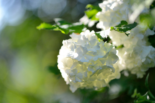 Обои картинки фото цветы, калина , бульдонеж, соцветие, макро, боке