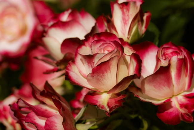 Обои картинки фото цветы, розы, бутоны, лепестки, макро