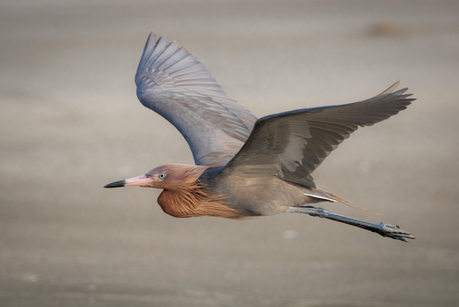 Обои картинки фото животные, аисты, птичка
