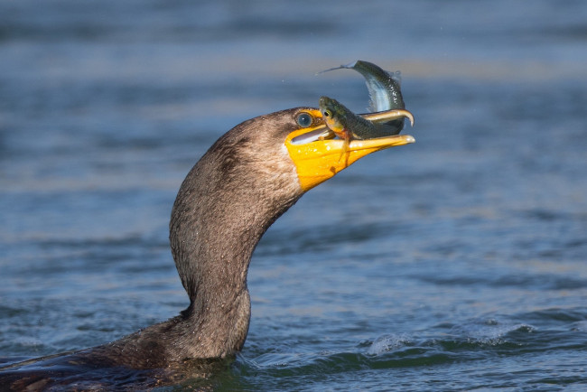 Обои картинки фото животные, Чайки,  бакланы,  крачки, птичка