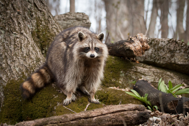 Обои картинки фото животные, еноты, енот