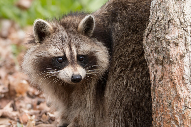Обои картинки фото животные, еноты, енот