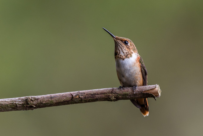 Обои картинки фото животные, колибри, птичка