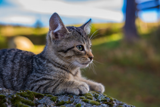 Обои картинки фото животные, коты, киса