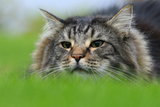 Обои картинки фото животные, коты, киса