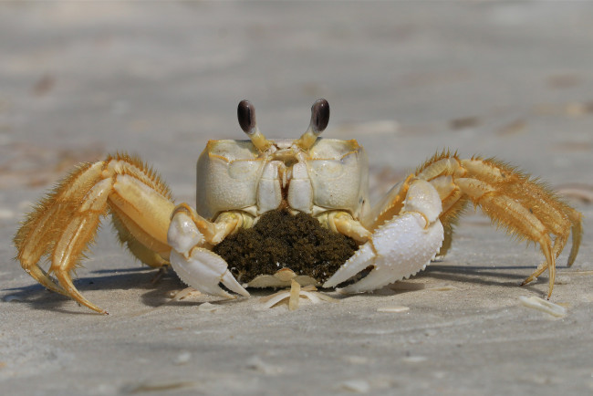 Обои картинки фото животные, крабы,  раки, краб