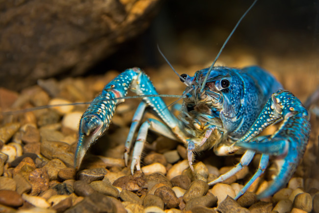 Обои картинки фото животные, крабы,  раки, рак