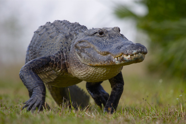 Обои картинки фото животные, крокодилы, крокодил