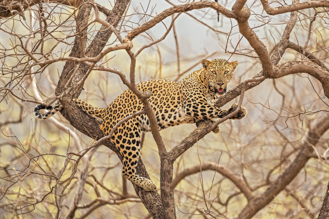 Обои картинки фото животные, леопарды, хищник