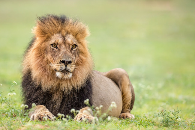 Обои картинки фото животные, львы, хищник