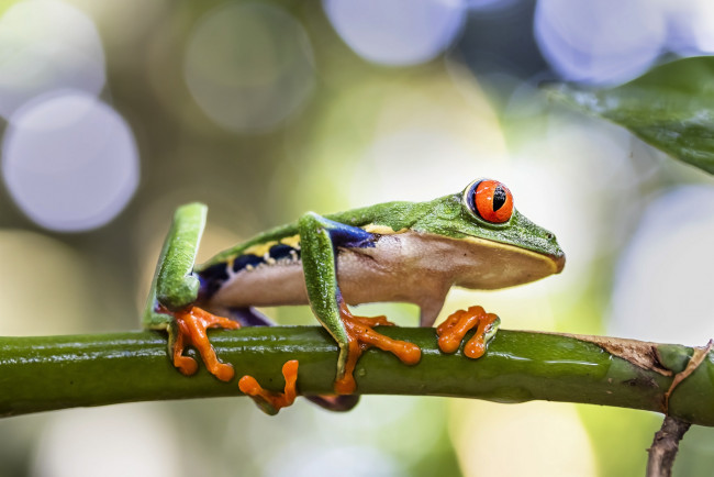 Обои картинки фото животные, лягушки, лягушка