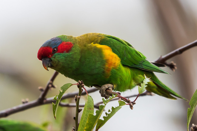Обои картинки фото животные, попугаи, птичка