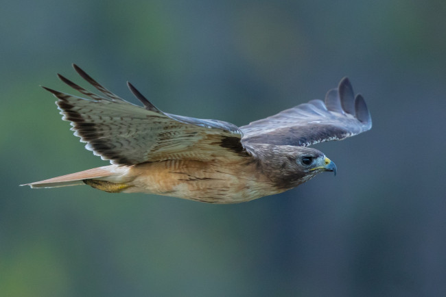 Обои картинки фото животные, птицы - хищники, птичка