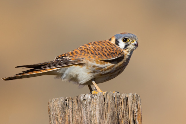 Обои картинки фото животные, птицы - хищники, птичка