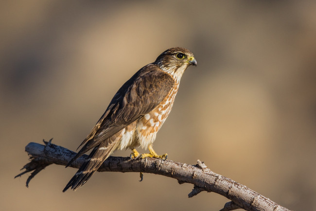 Обои картинки фото животные, птицы - хищники, птичка