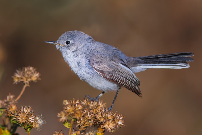 Обои картинки фото животные, птицы, птичка