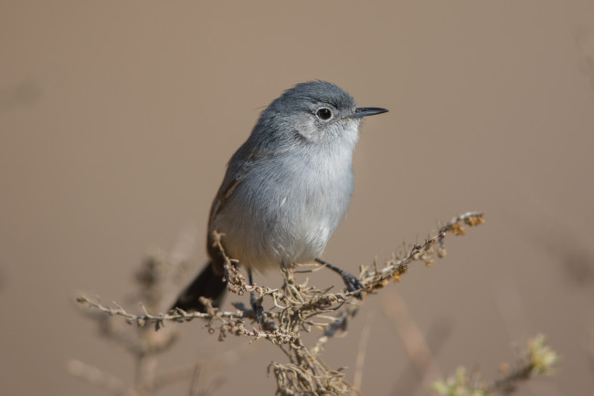 Обои картинки фото животные, птицы, птичка