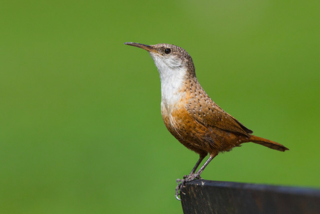 Обои картинки фото животные, птицы, птичка