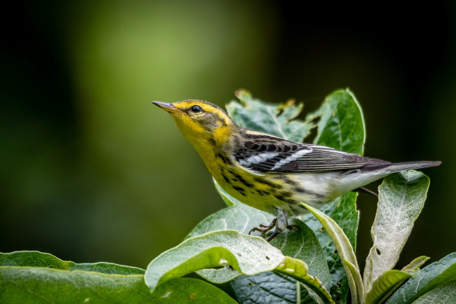 Обои картинки фото животные, птицы, птичка