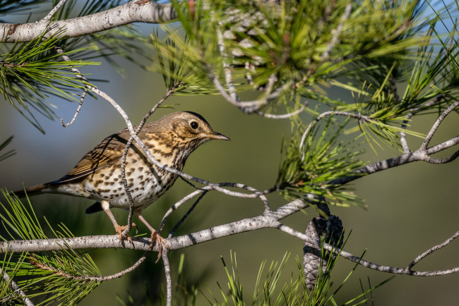 Обои картинки фото животные, птицы, птичка