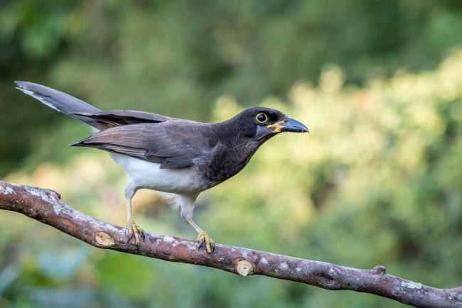 Обои картинки фото животные, птицы, птичка