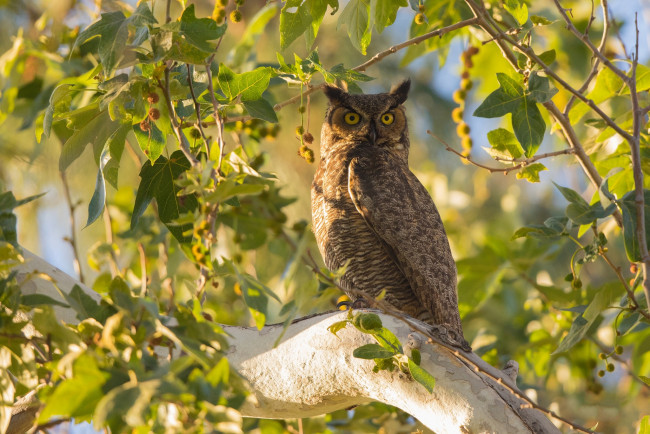 Обои картинки фото животные, совы, птичка