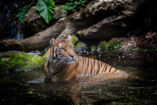 Обои картинки фото животные, тигры, хищник