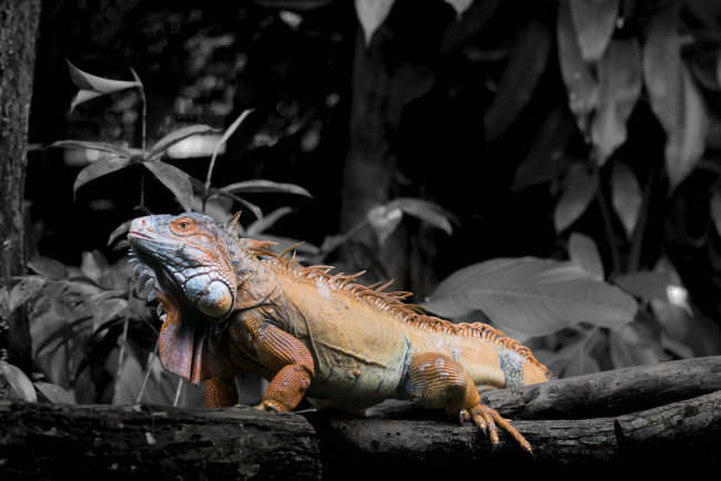 Обои картинки фото животные, Ящерицы,  игуаны,  вараны, игуана