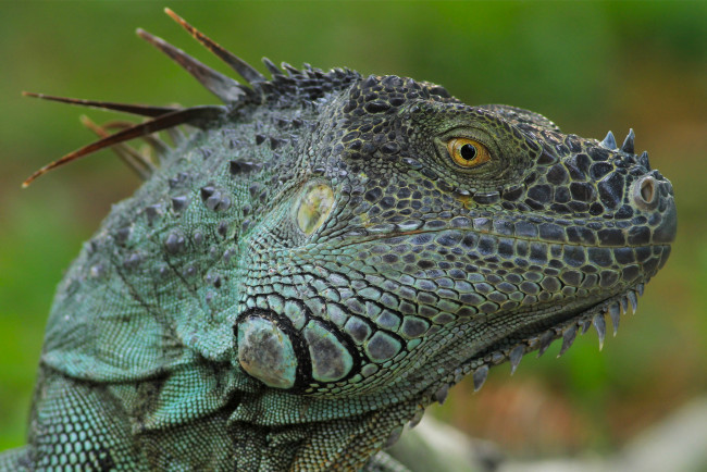 Обои картинки фото животные, Ящерицы,  игуаны,  вараны, ящерка