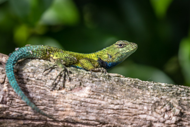 Обои картинки фото животные, Ящерицы,  игуаны,  вараны, ящерка