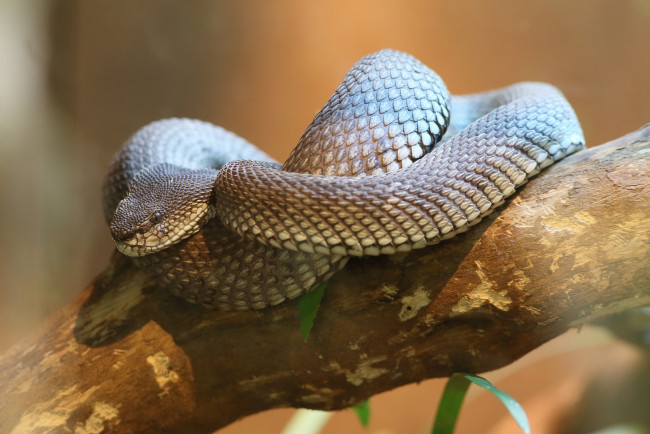 Обои картинки фото животные, змеи,  питоны,  кобры, змейка