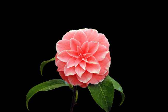 Обои картинки фото цветы, камелии, роза