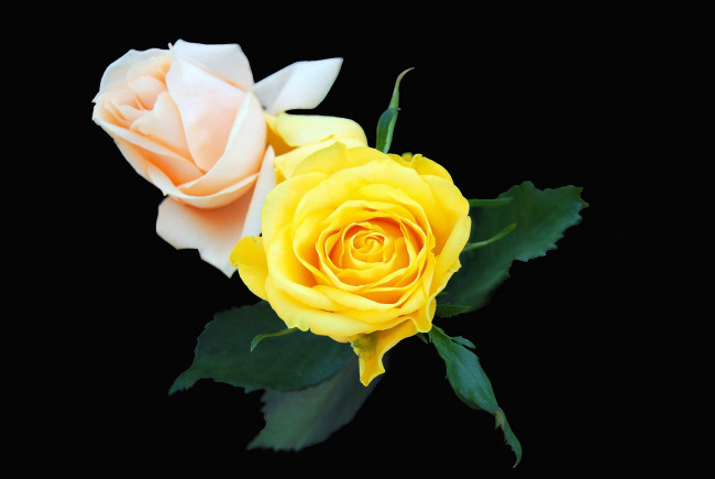 Обои картинки фото цветы, розы, роза