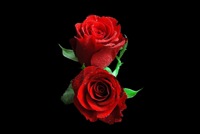 Обои картинки фото цветы, розы, роза