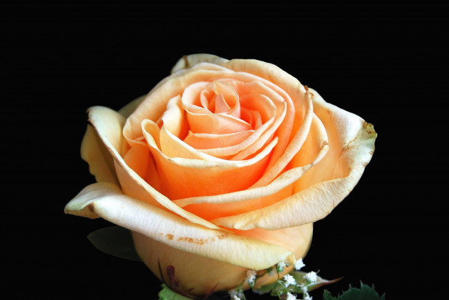 Обои картинки фото цветы, розы, роза