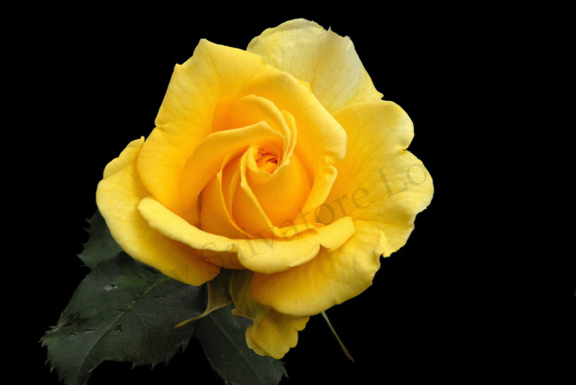 Обои картинки фото цветы, розы, роза