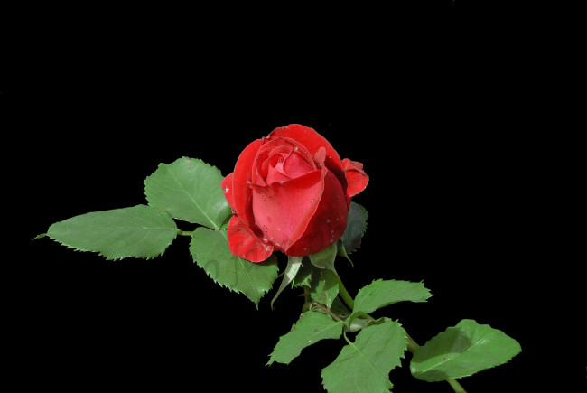 Обои картинки фото цветы, розы, роза