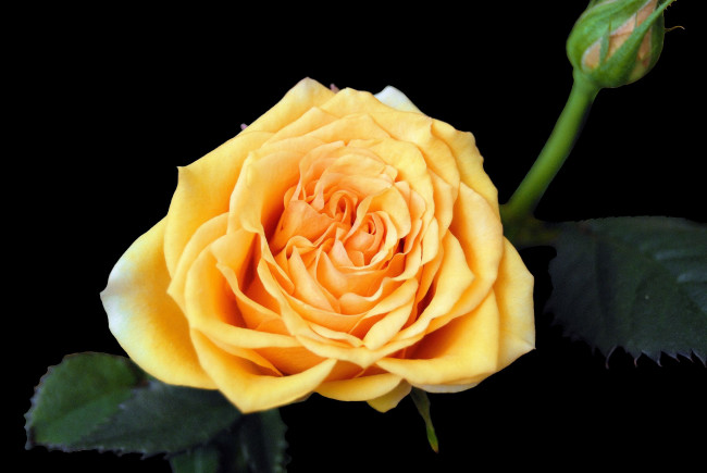 Обои картинки фото цветы, розы, роза