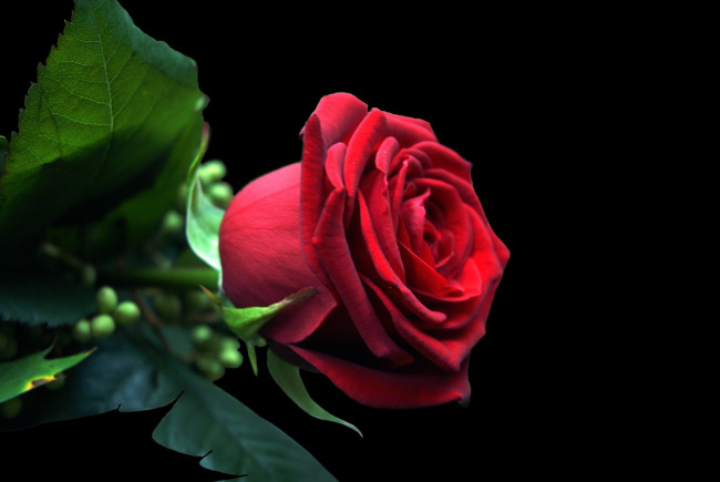 Обои картинки фото цветы, розы, роза