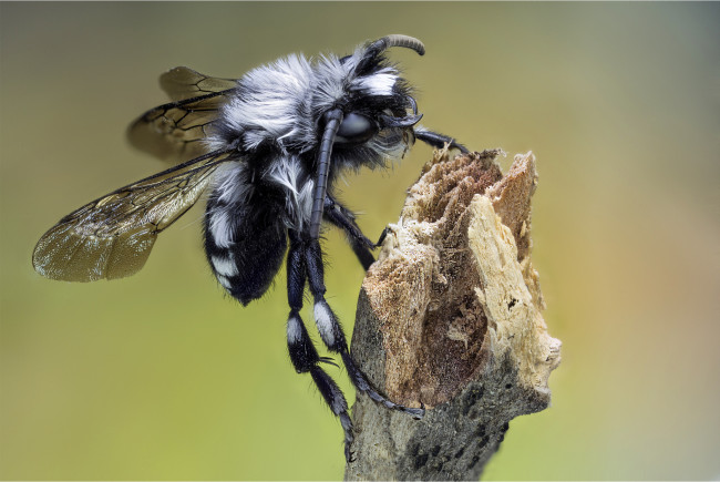 Обои картинки фото животные, насекомые, мошка