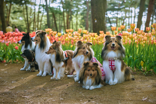 Обои картинки фото животные, собаки, колли