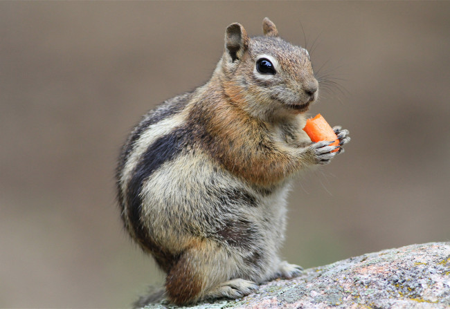 Обои картинки фото животные, бурундуки, бурундучок