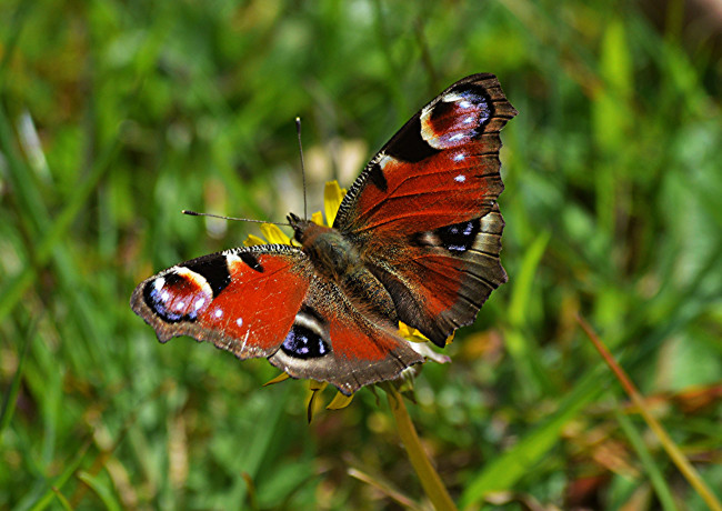 Обои картинки фото животные, бабочки,  мотыльки,  моли, бабочка
