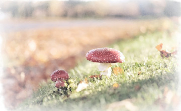 Картинка мухомор рисованное природа гриб акварель рисунок мухомора трава